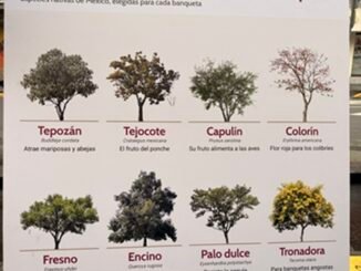 Compromiso con medio ambiente: OCESA y México GP contribuyen a reforestación de CDMX